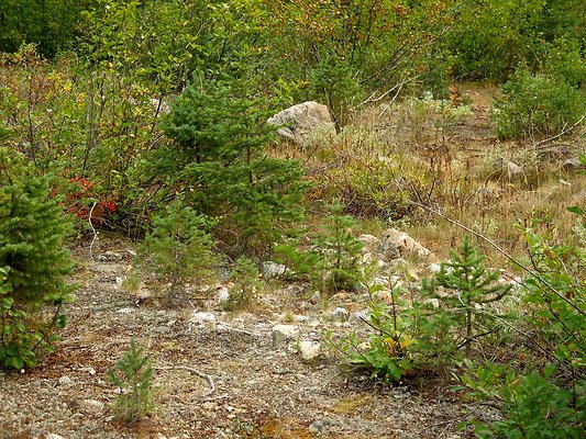 Bridge creek usfs trailhead - 84