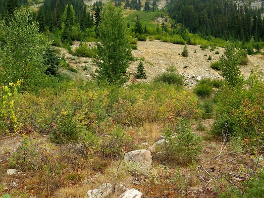 Bridge creek usfs trailhead - 13