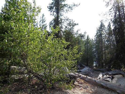 Lake Wenatchee - 170