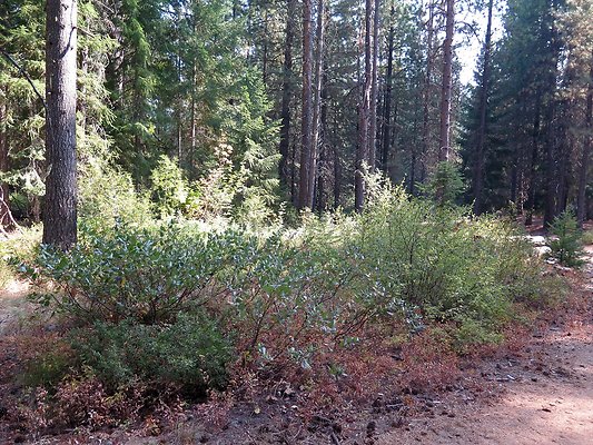Lake Wenatchee - 110