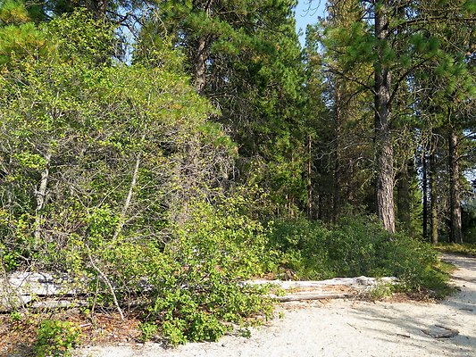 Lake Wenatchee - 167