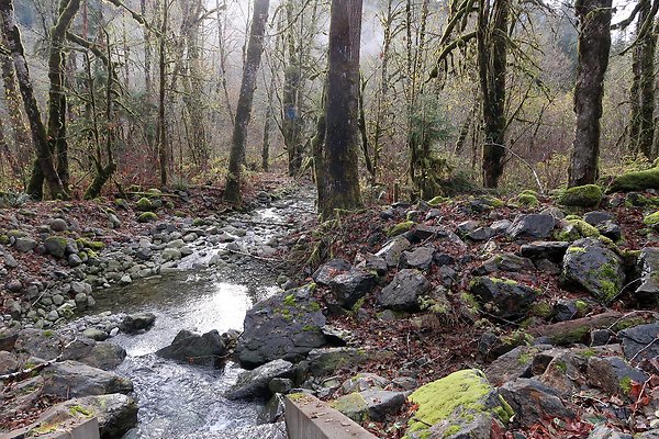 Middle Fork Campsite 1 - 49