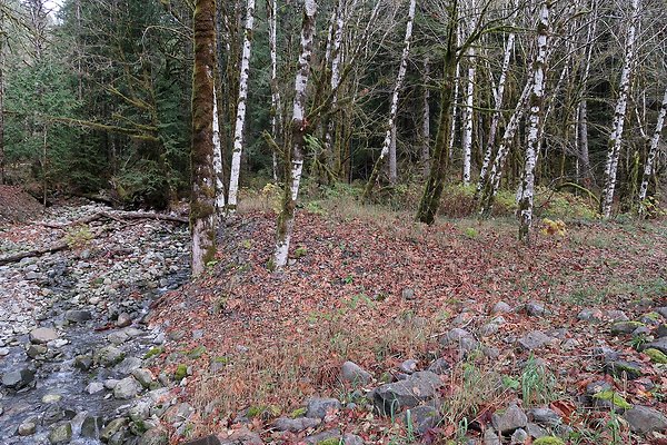 Middle Fork Campsite 1 - 46
