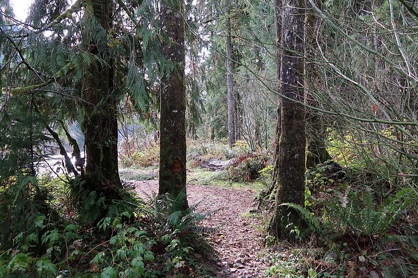 Middle Fork Campsite 1 - 16