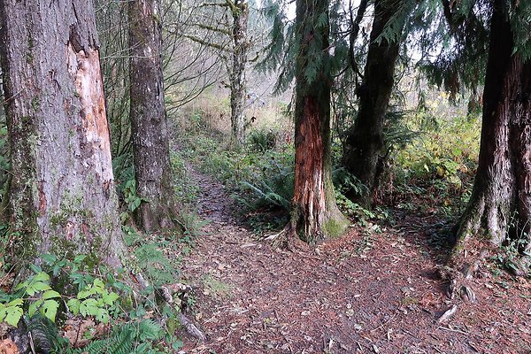 Middle Fork Campsite 1 - 20