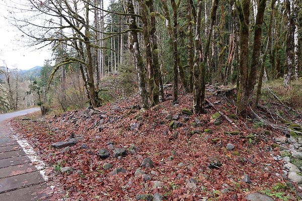 Middle Fork Campsite 1 - 44