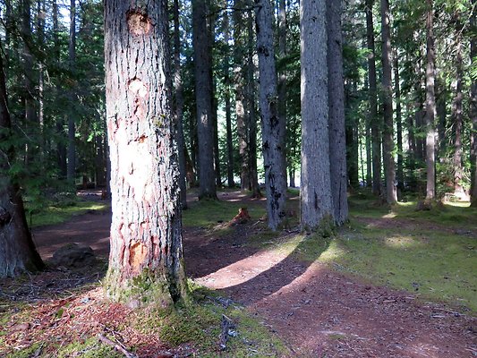 USFS WhiteRiver access - 6