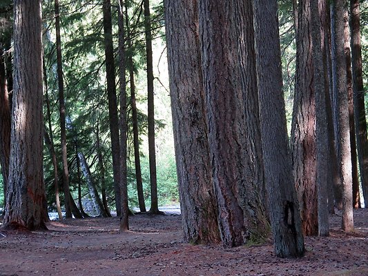 USFS WhiteRiver access - 15
