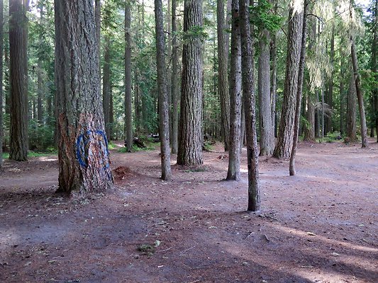 USFS WhiteRiver access - 26