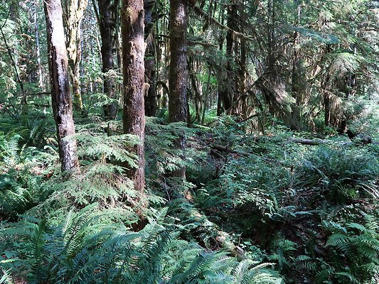 NF 1122 Lower sandy campground road - 12