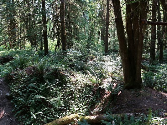 NF 1122 Lower sandy campground road - 14
