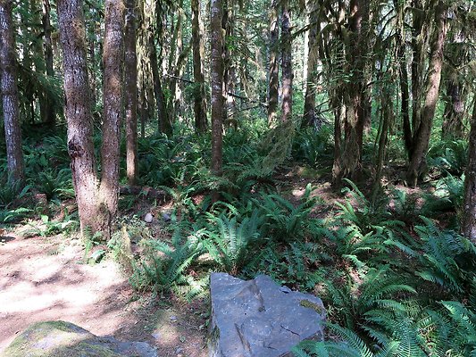 NF 1122 Lower sandy campground road - 11