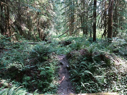 NF 1122 Lower sandy campground road - 13