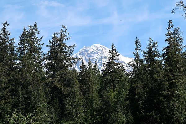 NF 52 Ashford Gifford Pinchot USFS  - 19