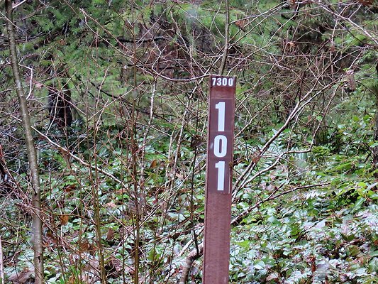 USFS Skookum Flats North roads - 25