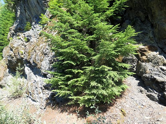 MtBaker highway white salmon NF3075 - 21