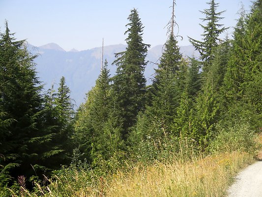 MtBaker highway white salmon NF3075 - 24