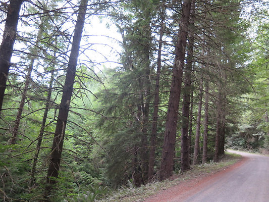 Lower NF75 - 49