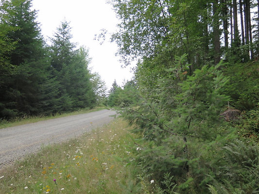 Lower NF75 - 61