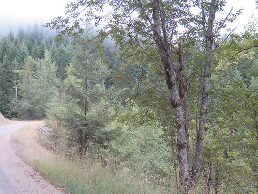 Lower NF75 - 127