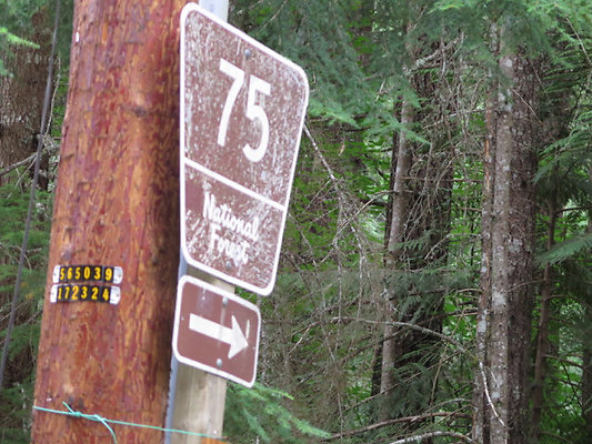 Lower NF75 - 2
