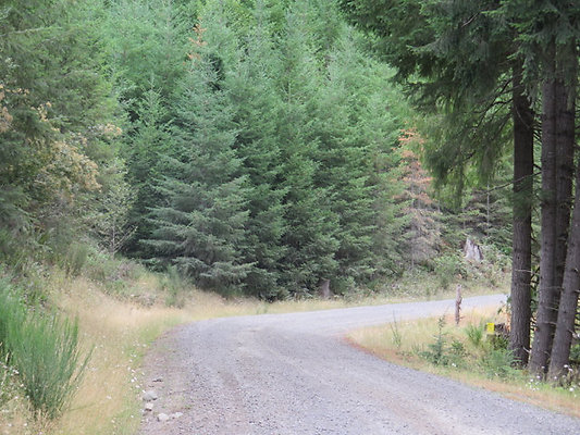 Lower NF75 - 32