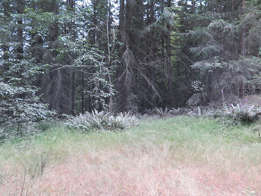 Lower NF75 - 96