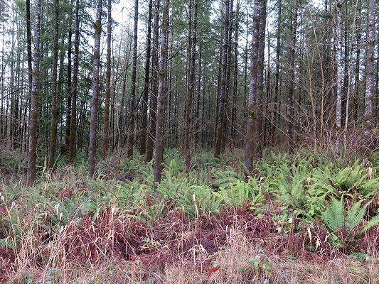 NorthFork road - 12
