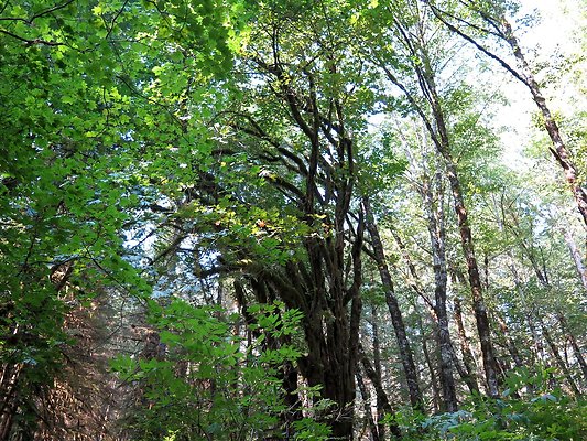 NF 1136 forest road lake - 51