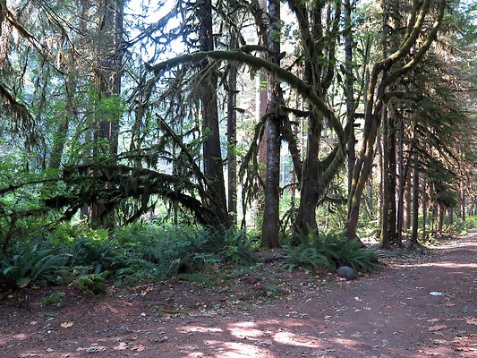 NF 1136 forest road lake - 9