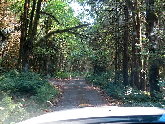NF 1136 forest road lake - 7