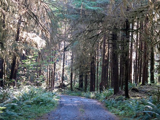 NF 1136 forest road lake - 4