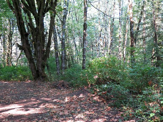 NF 1136 forest road lake - 12