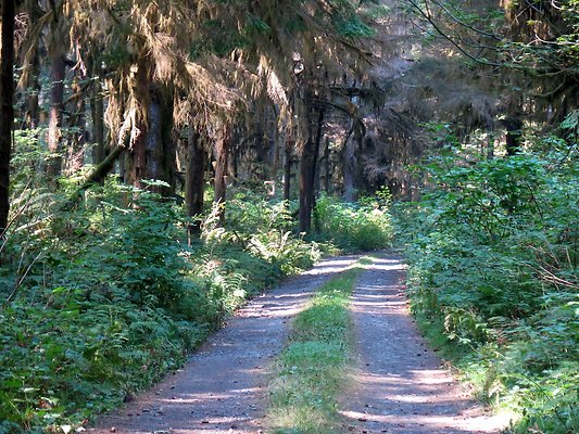 NF 1136 forest road lake - 58