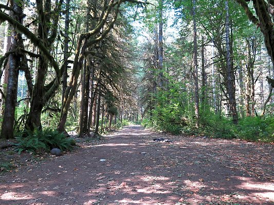 NF 1136 forest road lake - 10