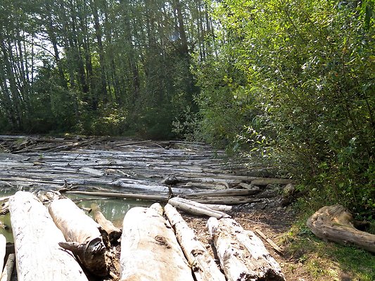 NF 1136 forest road lake - 32