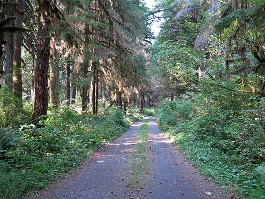 NF 1136 forest road lake - 57