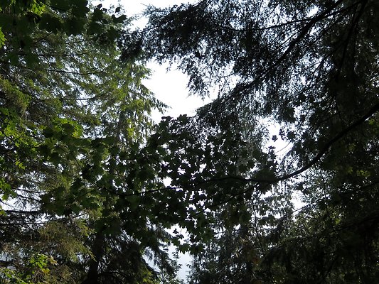 NF 1136 forest road lake - 53