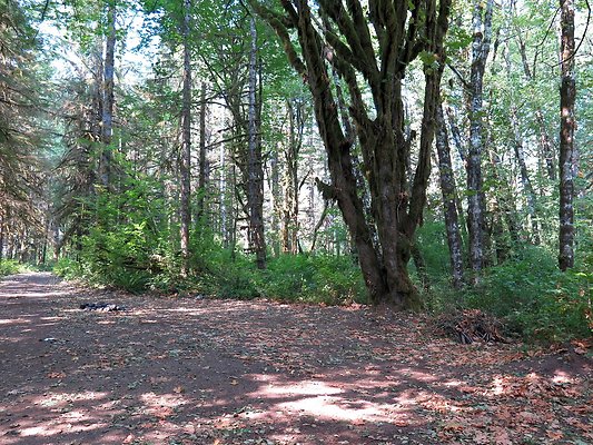 NF 1136 forest road lake - 11