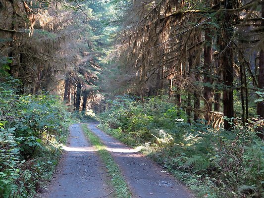NF 1136 forest road lake - 2