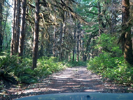 NF 1136 forest road lake - 56