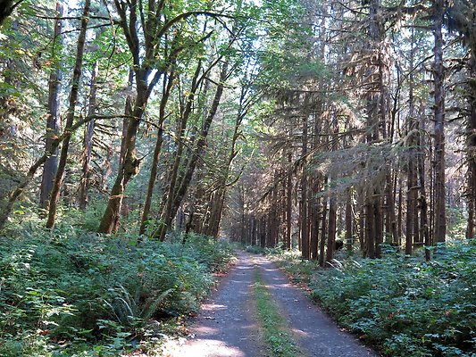NF 1136 forest road lake - 8