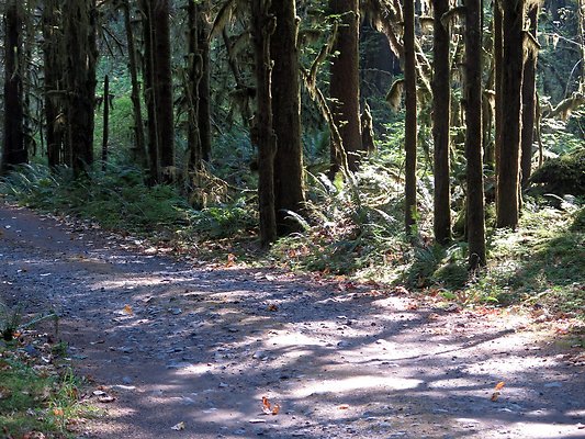 NF 1136 forest road lake - 5