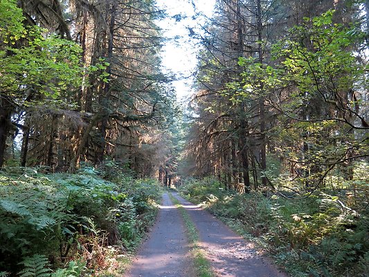 USFS NF 1136 Forest Road to baker lake