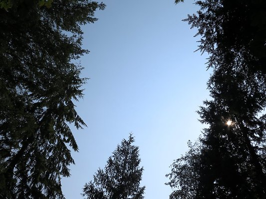 NF 1136 forest road lake - 54