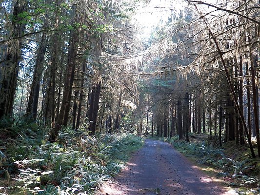 NF 1136 forest road lake - 3