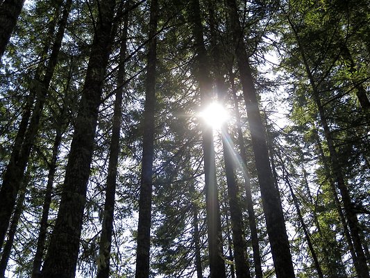 MtBaker highway excelsior - 10