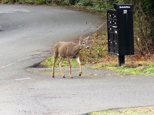 NorthFork road - 50