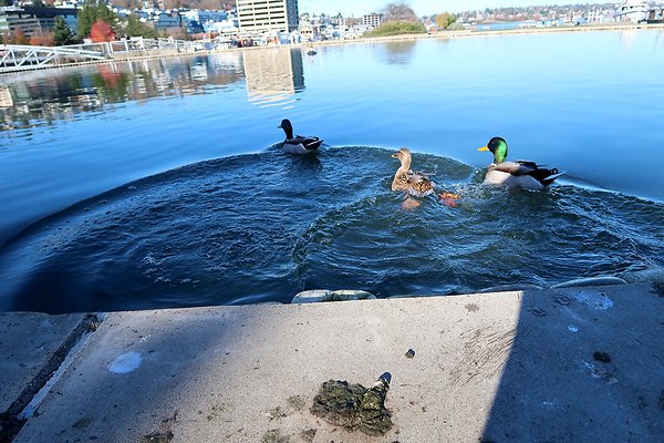 South Lake Union Park - 30