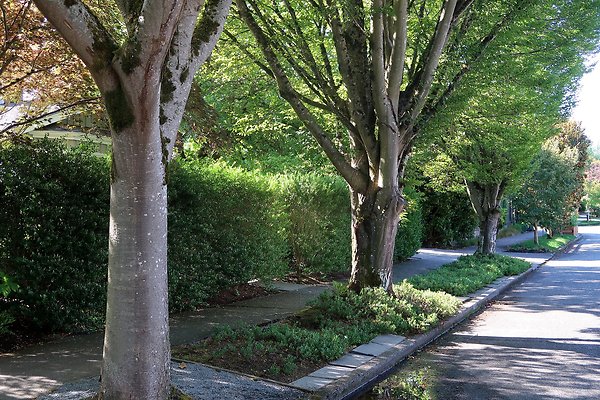 Madison Park Residential Streets 2025 - 17